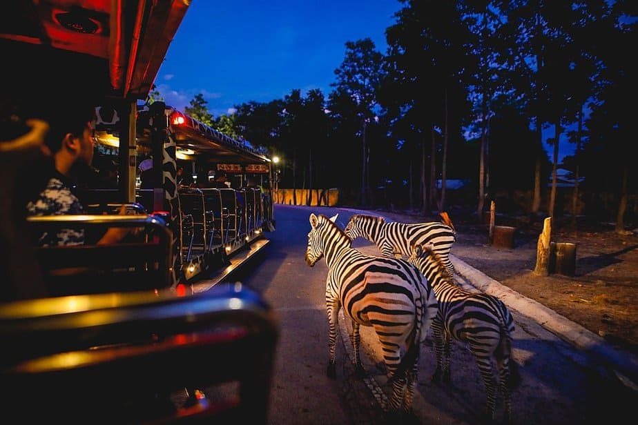 Singapore Night Safari Tickets
